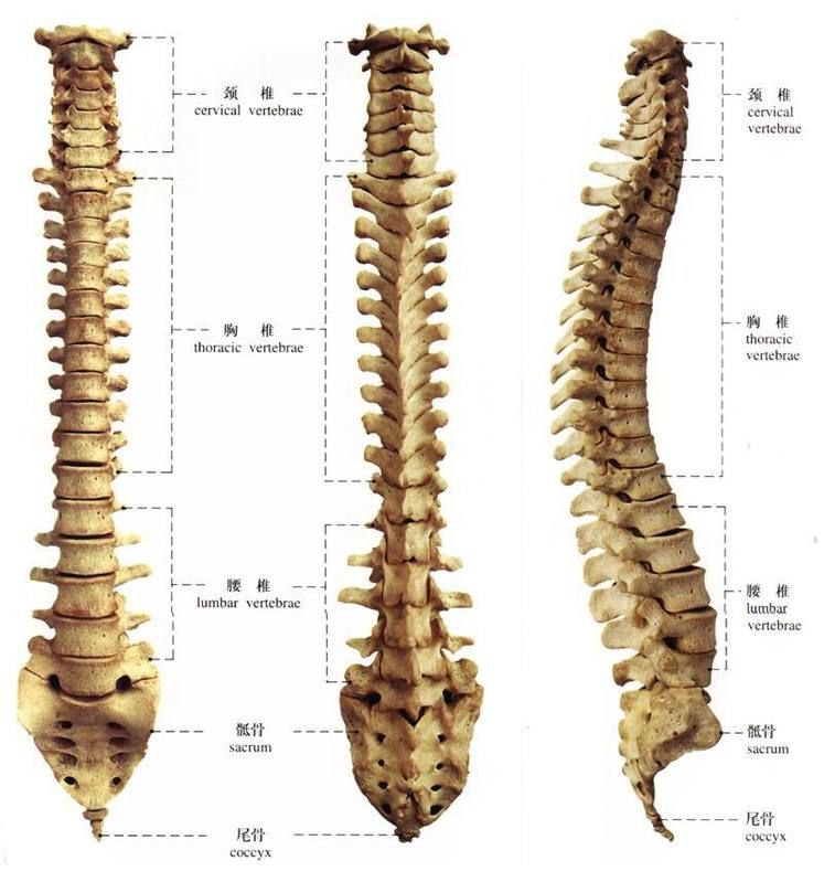 椎骨和椎间盘