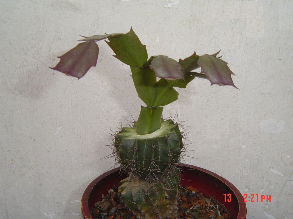 嫁接蟹爪兰
