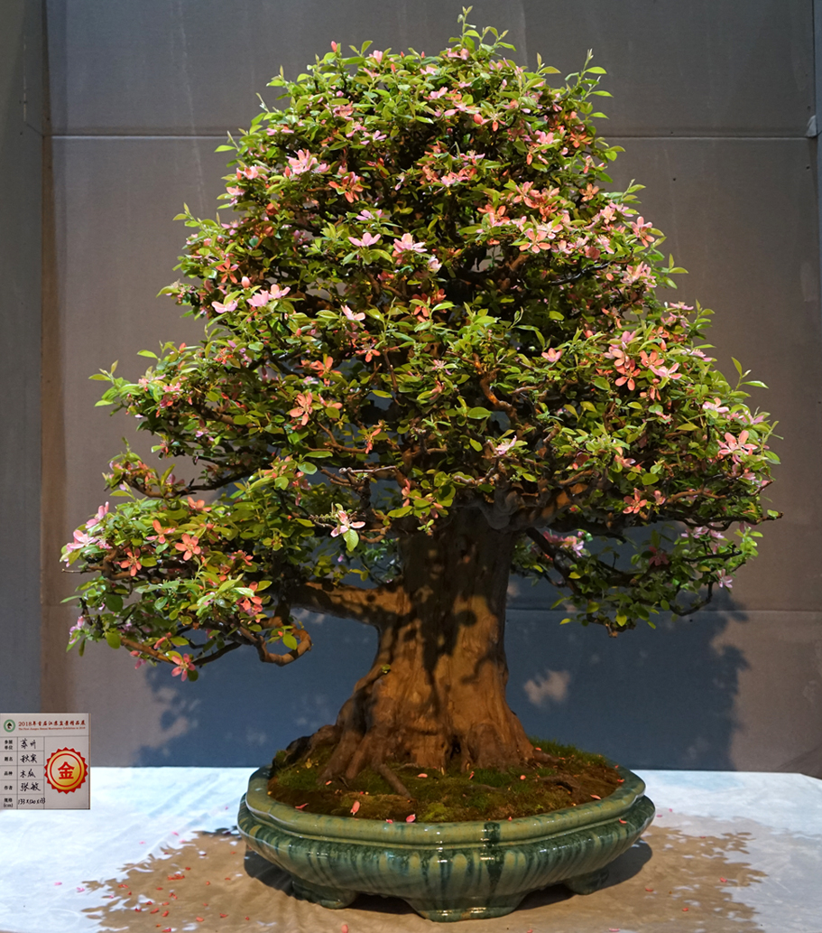 2018首届江苏盆景精品展