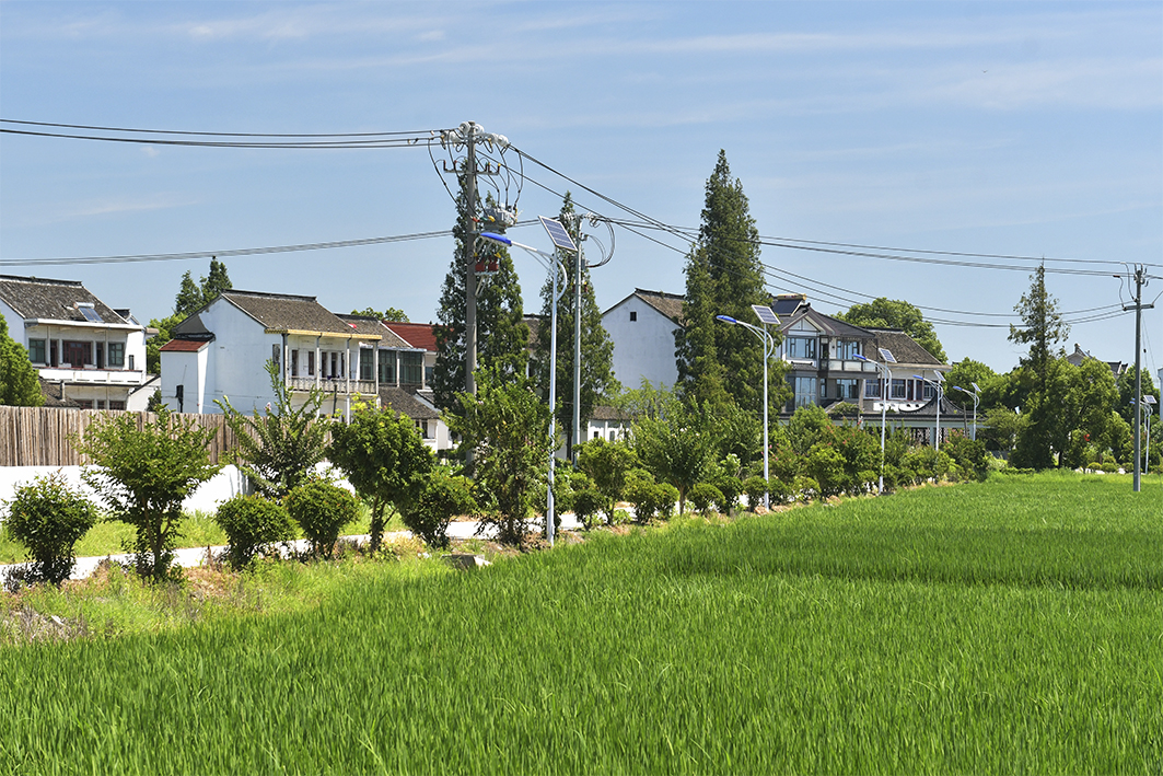 震泽众安桥村田园生态景色