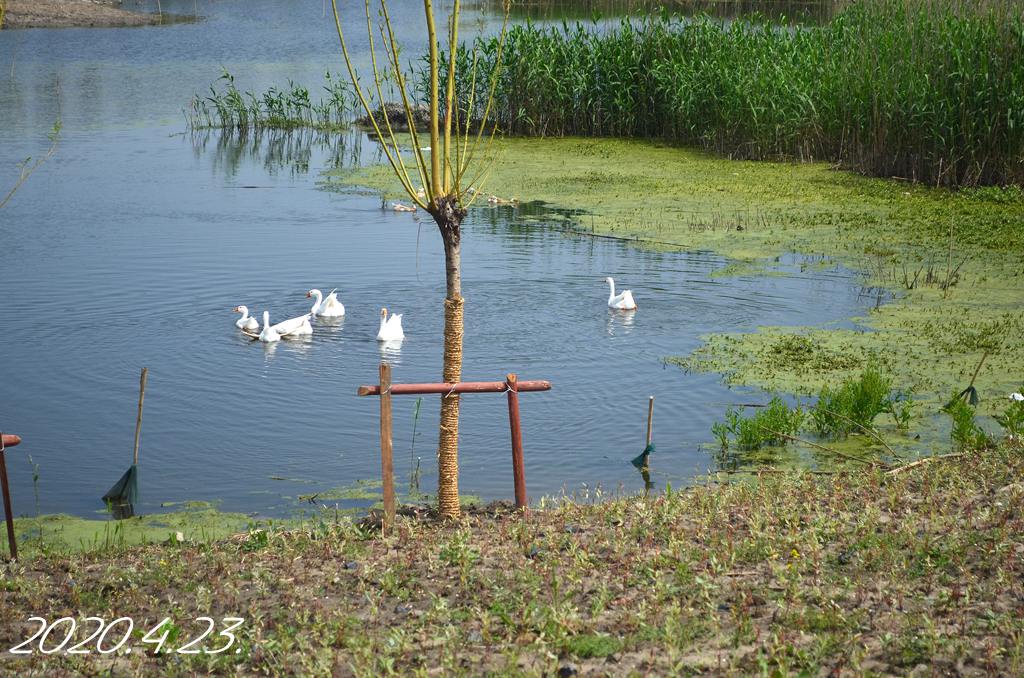 黎里章湾荡湿地公园建设