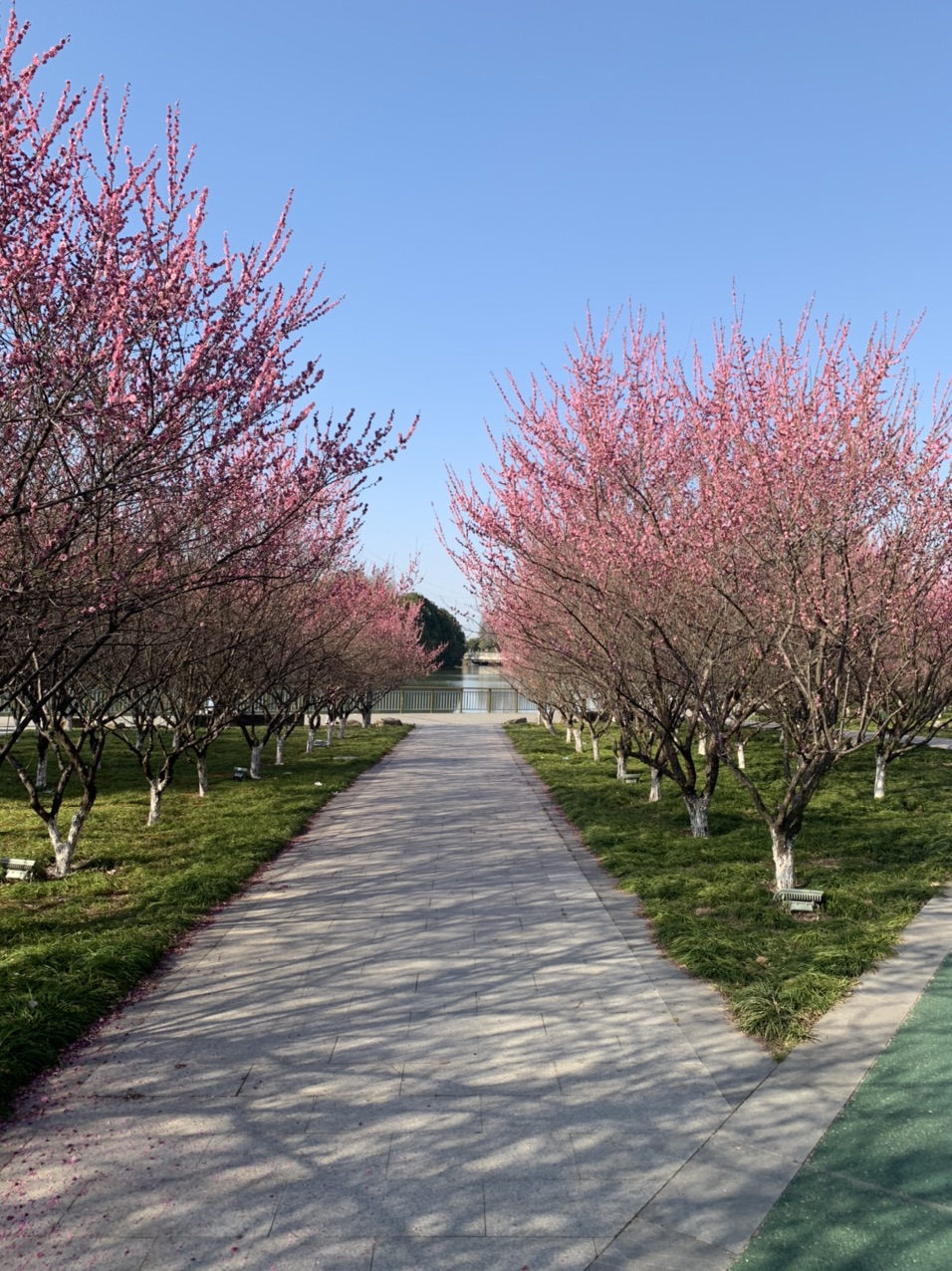 苏州河边的梅花一道靓丽的风景