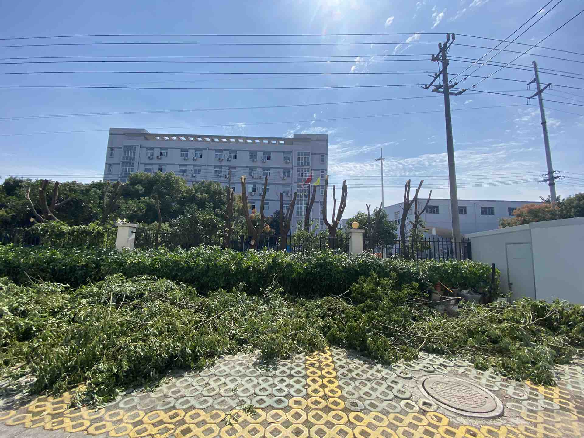 北厍镇汾湖经济开发区工厂路边变成了无头树