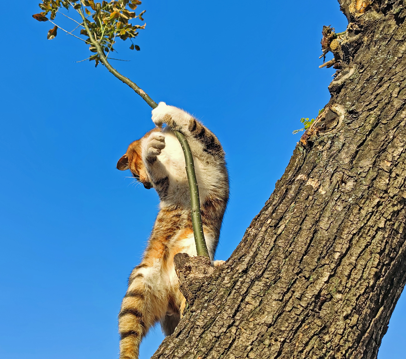 虎斑猫上树