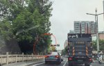 中山北路树枝遮挡红绿灯