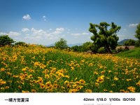 一晴方觉夏深