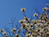 小区里的玉兰全盛开了