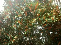 桂花飘香
