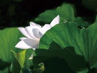 夏日荷韵(二)