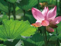 夏日荷韵(三)