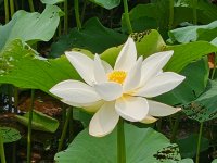 吴江公园里的荷花