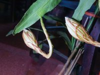 昙花一现