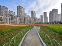 明珠城郁金香盛开