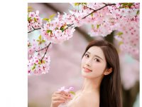 樱花树下的故事