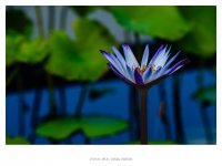 静水托花语