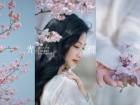 光樱里——上方山的早樱我还是拍到了