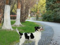 聪明的中华田园犬
