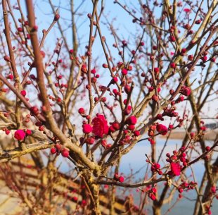 红梅花儿开