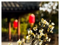 今朝晴望为迎春