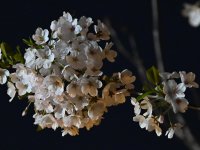 愿明月，长随勿相别…