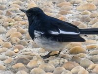 昨天的鸟儿和月亮_2025.12.5