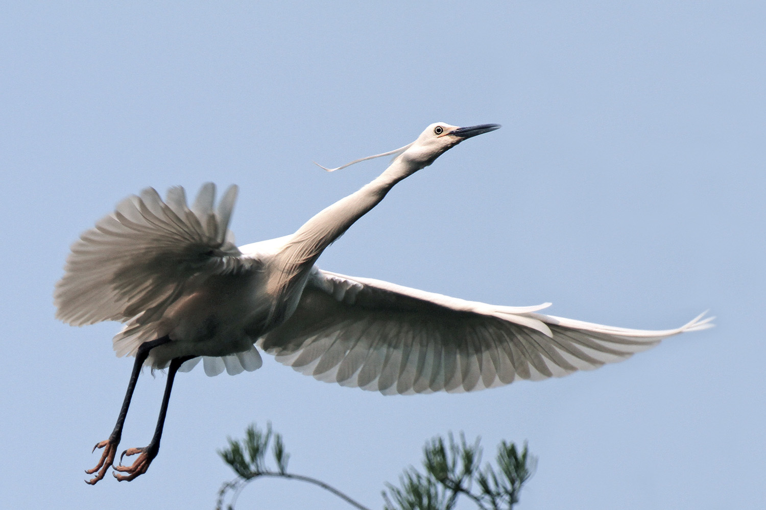 吴江生态园的鹭鸶(二)