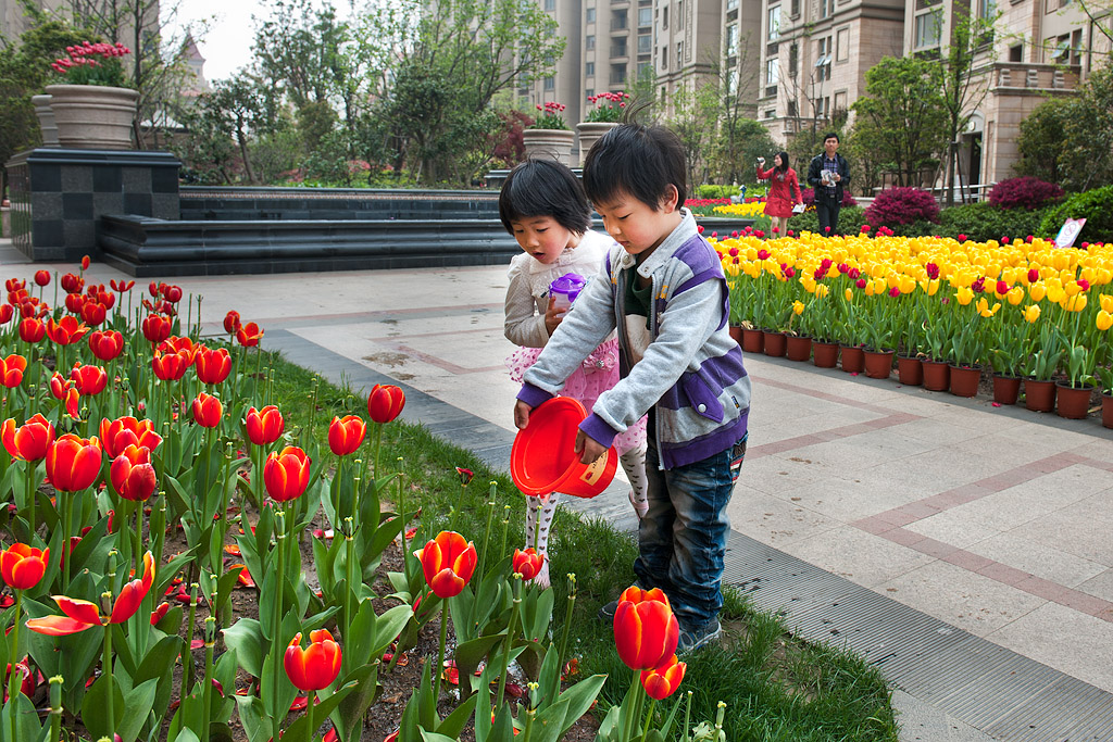 郁金香摄影比赛