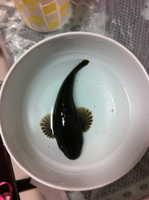 发发鱼货哦,神鱼.