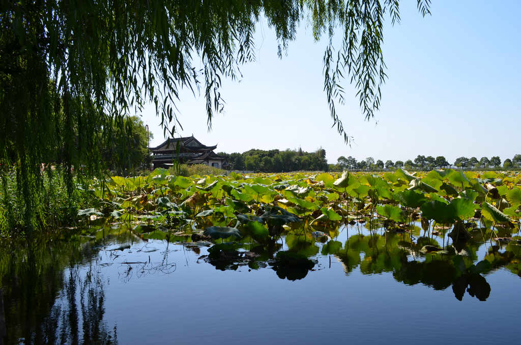 芦墟汾湖公园图片