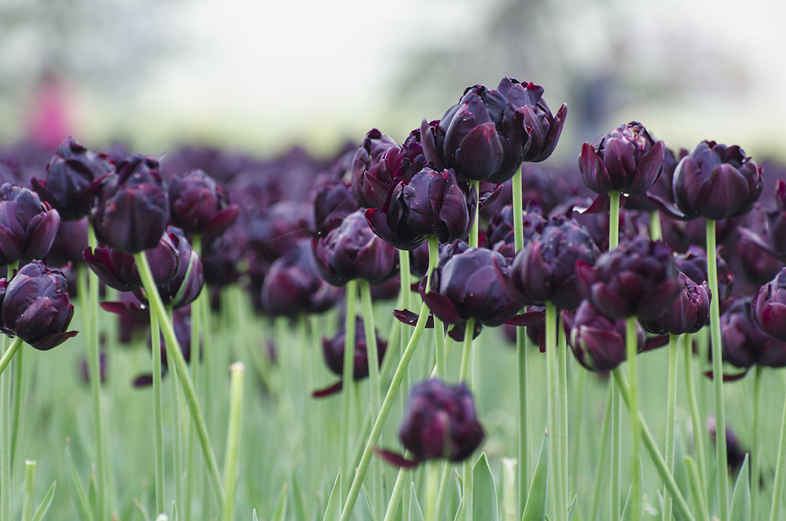 2015郁金香摄影赛---馥郁芬芳