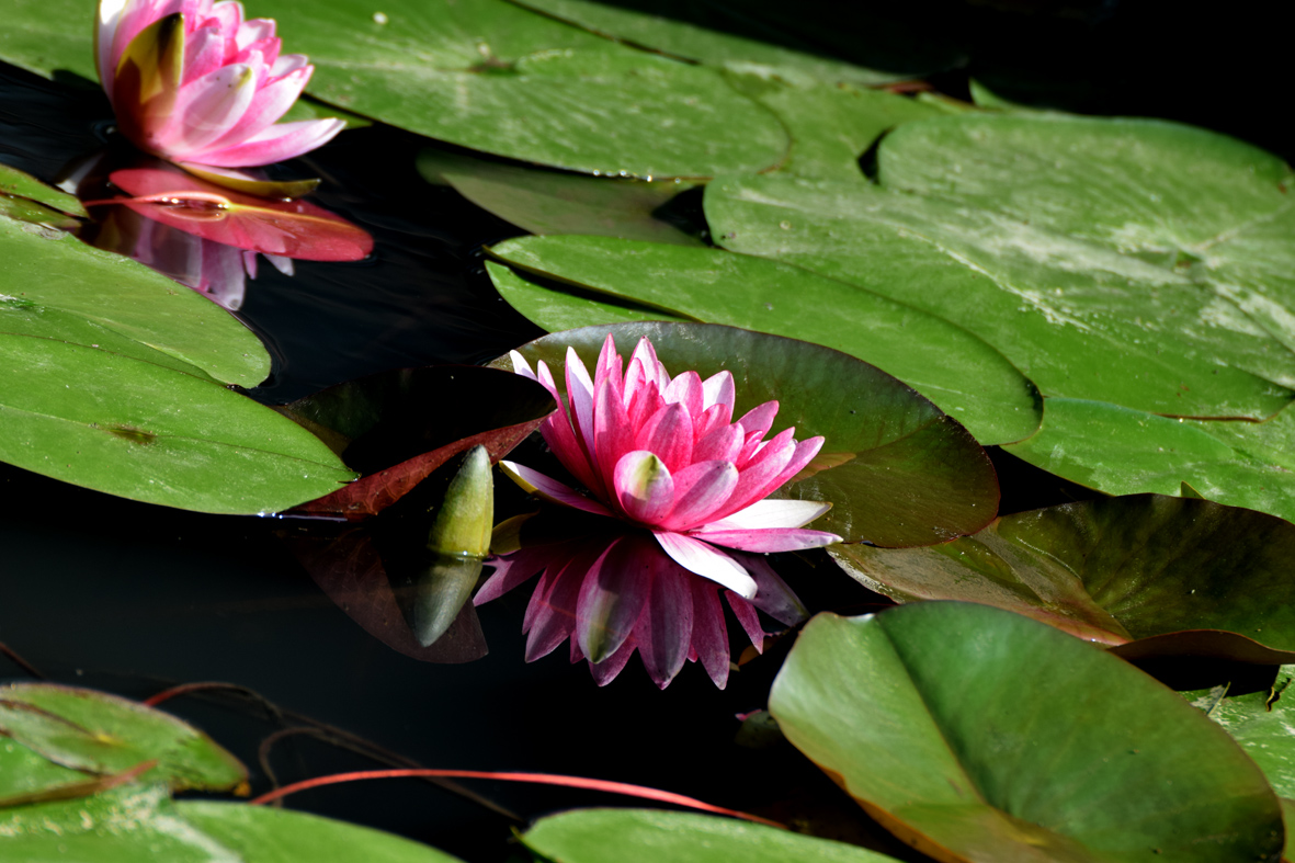 睡莲花