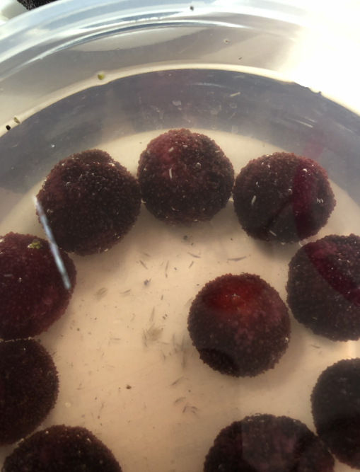 吓死人了!吃个杨梅泡出这么多虫子!