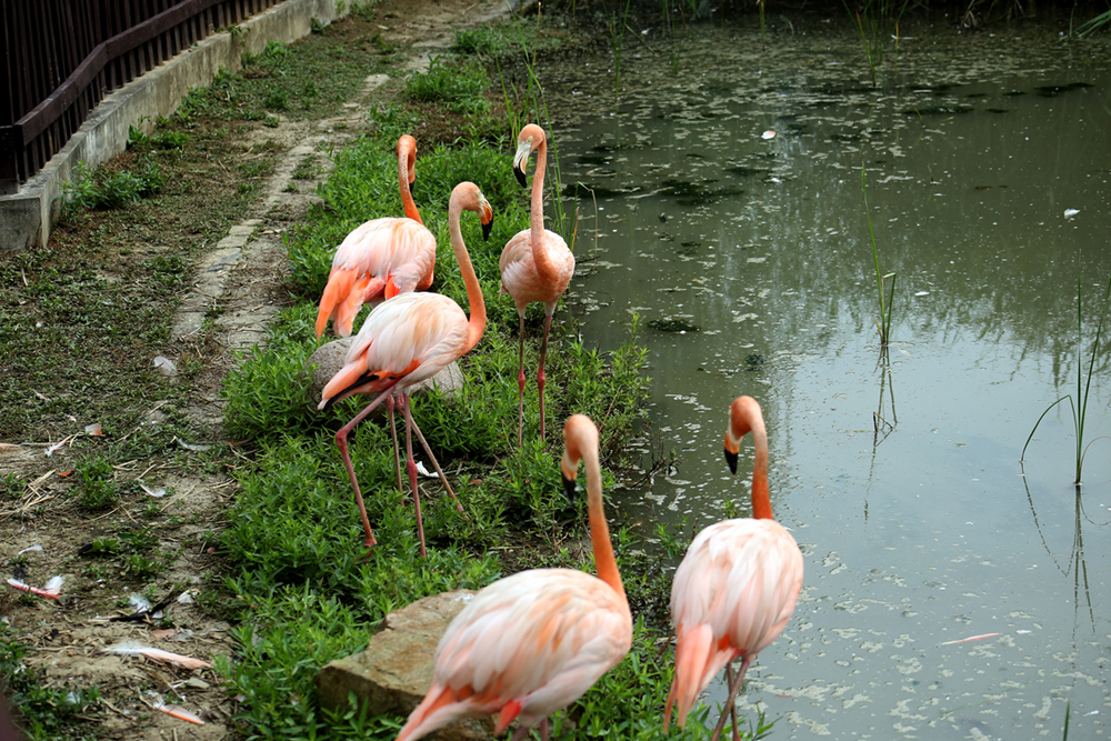 上方山森林动物世界(一)