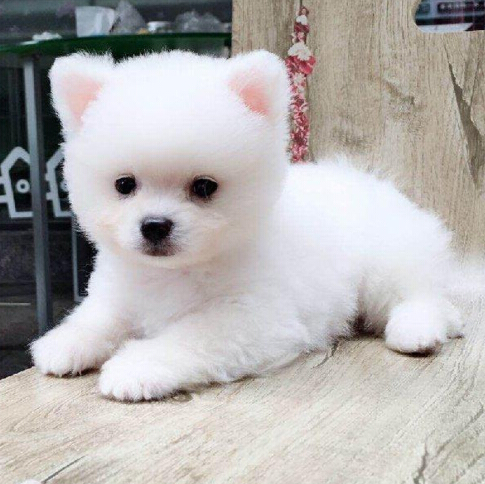 狗介什么士成语_成语故事图片(2)