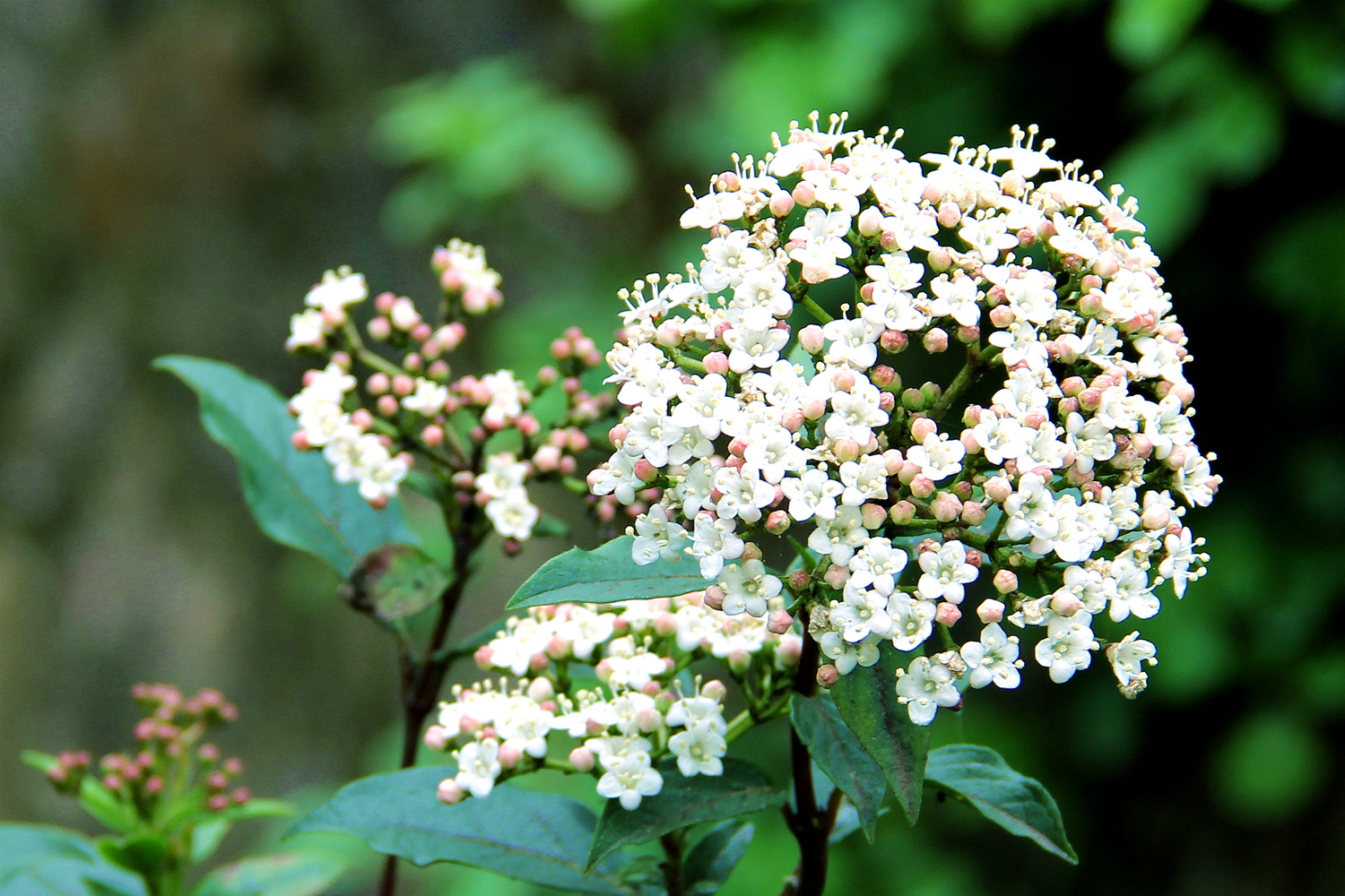 73img_4828--02地中海荚蒾为忍冬科荚蒾族常绿灌木.