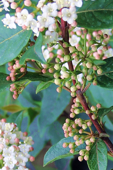 73img_4829--地中海荚蒾秋季蓓蕾,冬末春初开花.