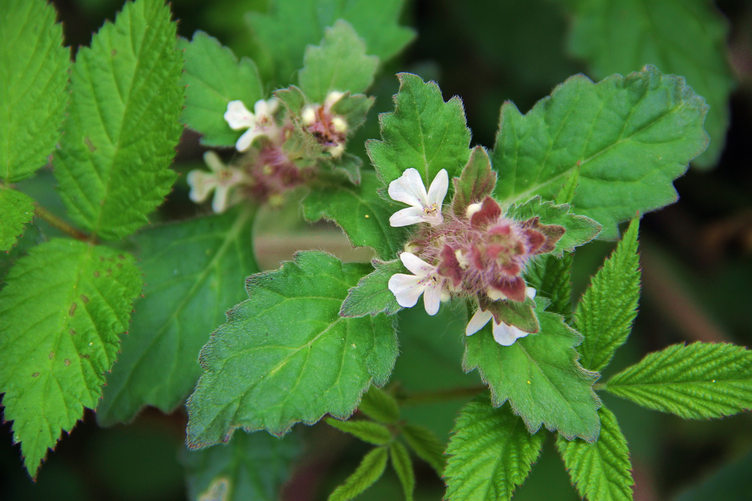 你也许认识它并且还知道它的名字44