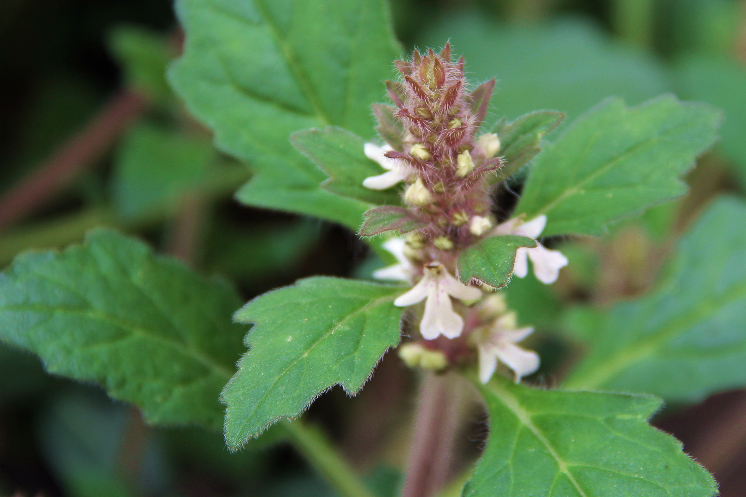 你也许认识它并且还知道它的名字44