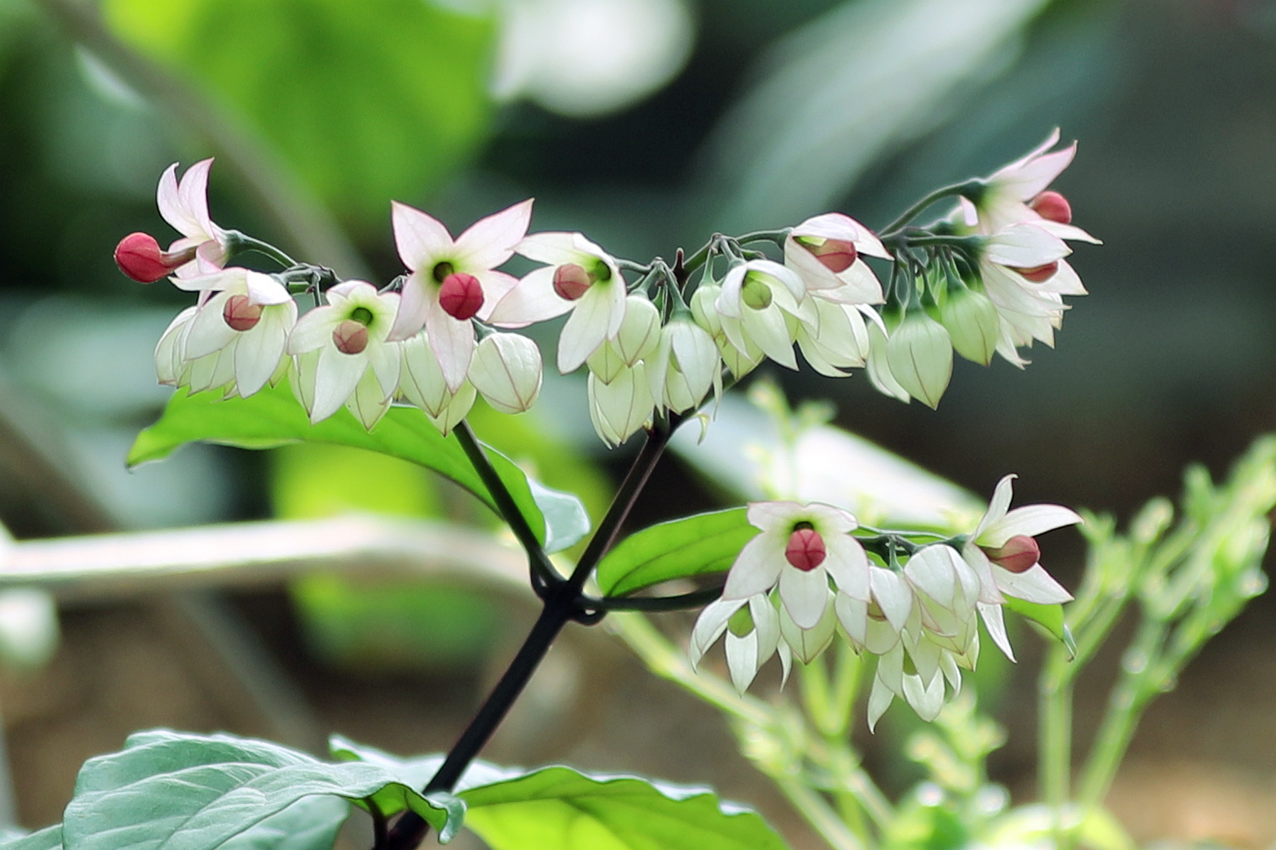 你也许认识它并且还知道它的名字47