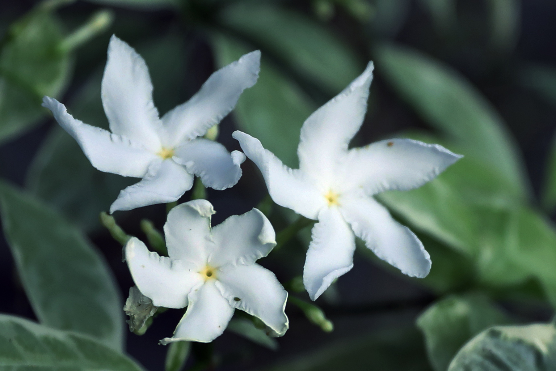 你也许认识它并且还知道它的名字48