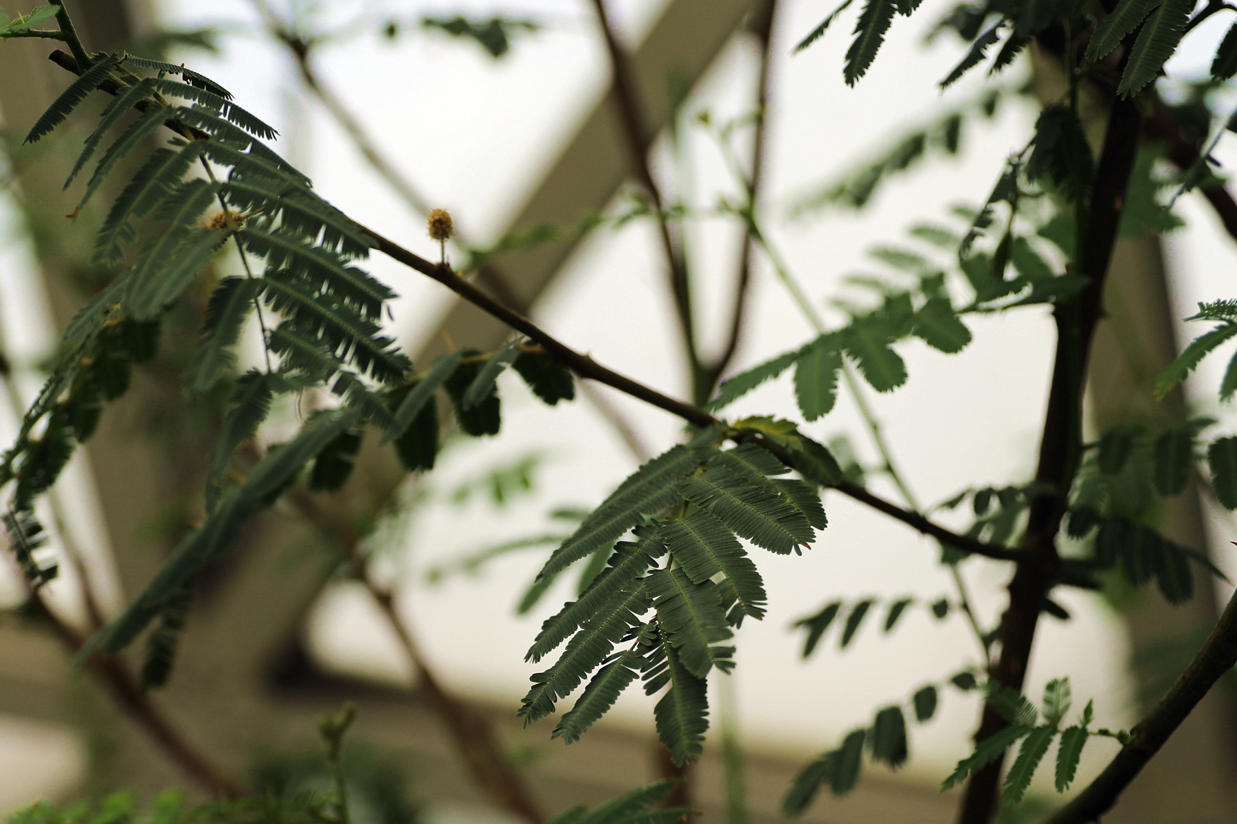 00050765_含羞树 属含羞草科灌木状植物.原产于热带美洲,东南亚国家.