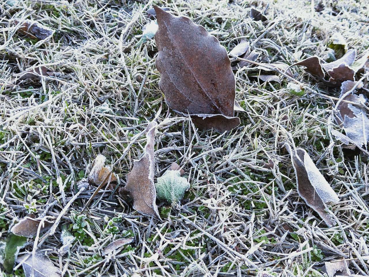 满地霜花浓似雪