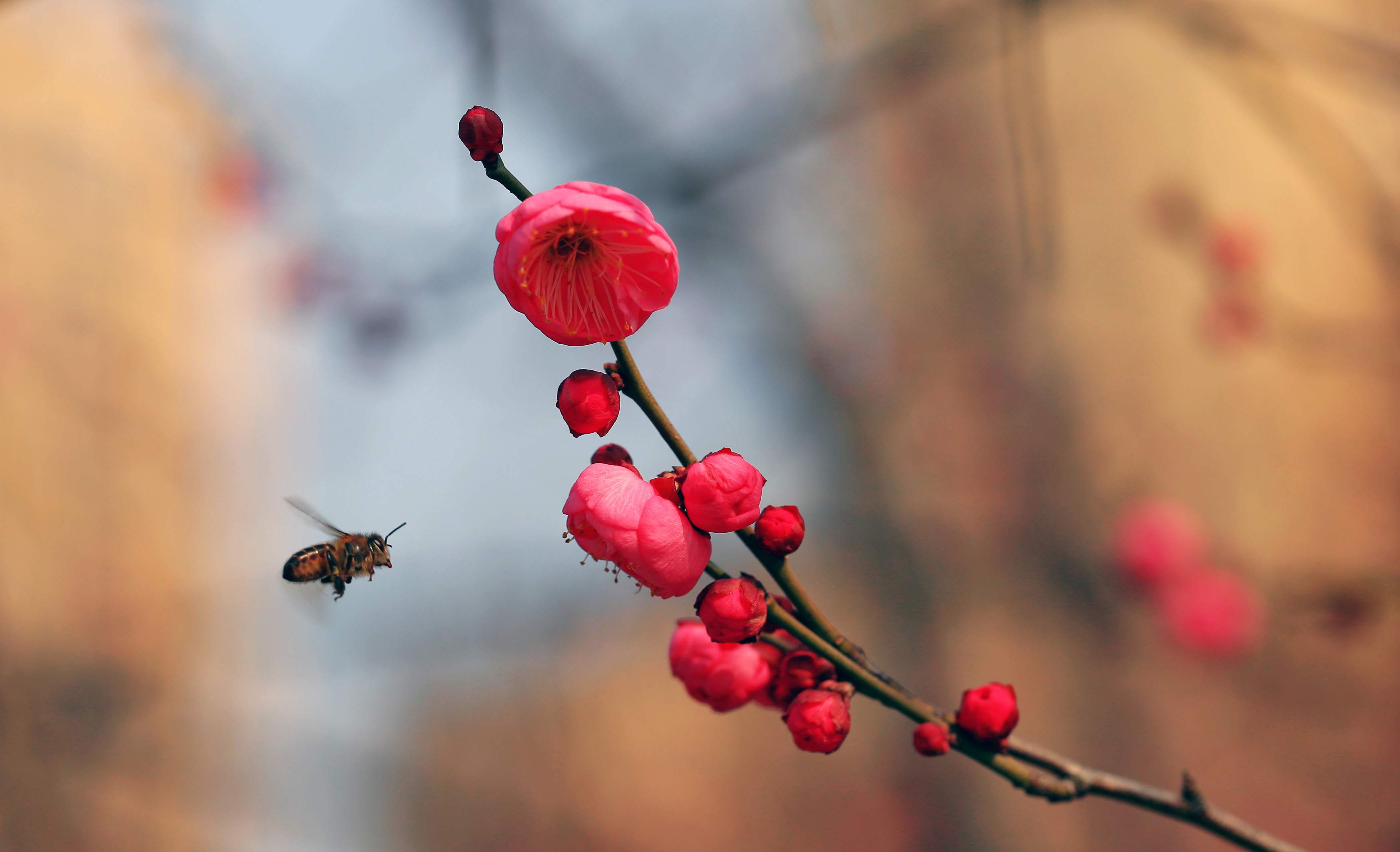 红梅花儿开报喜迎春到