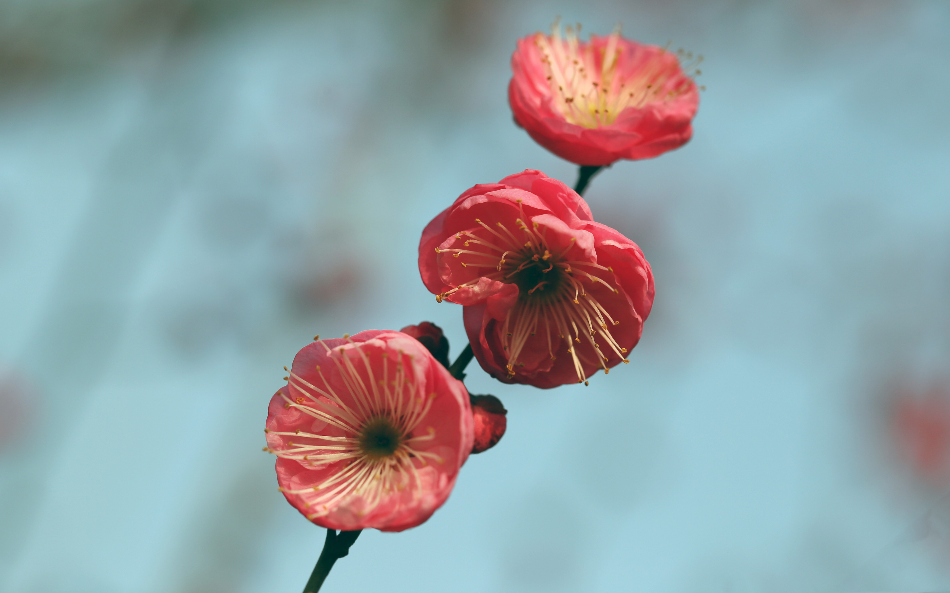 红梅花儿开报喜迎春到