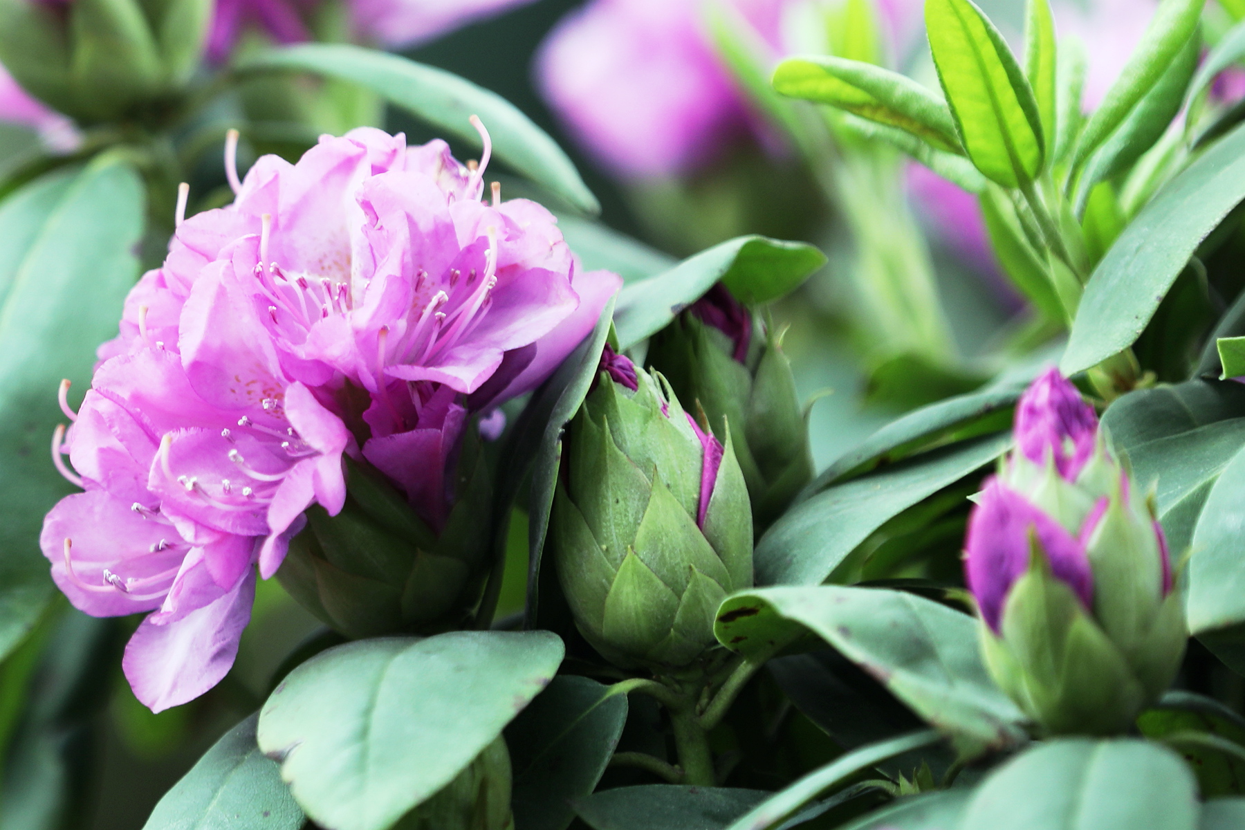 缤纷艳丽的杜鹃展02