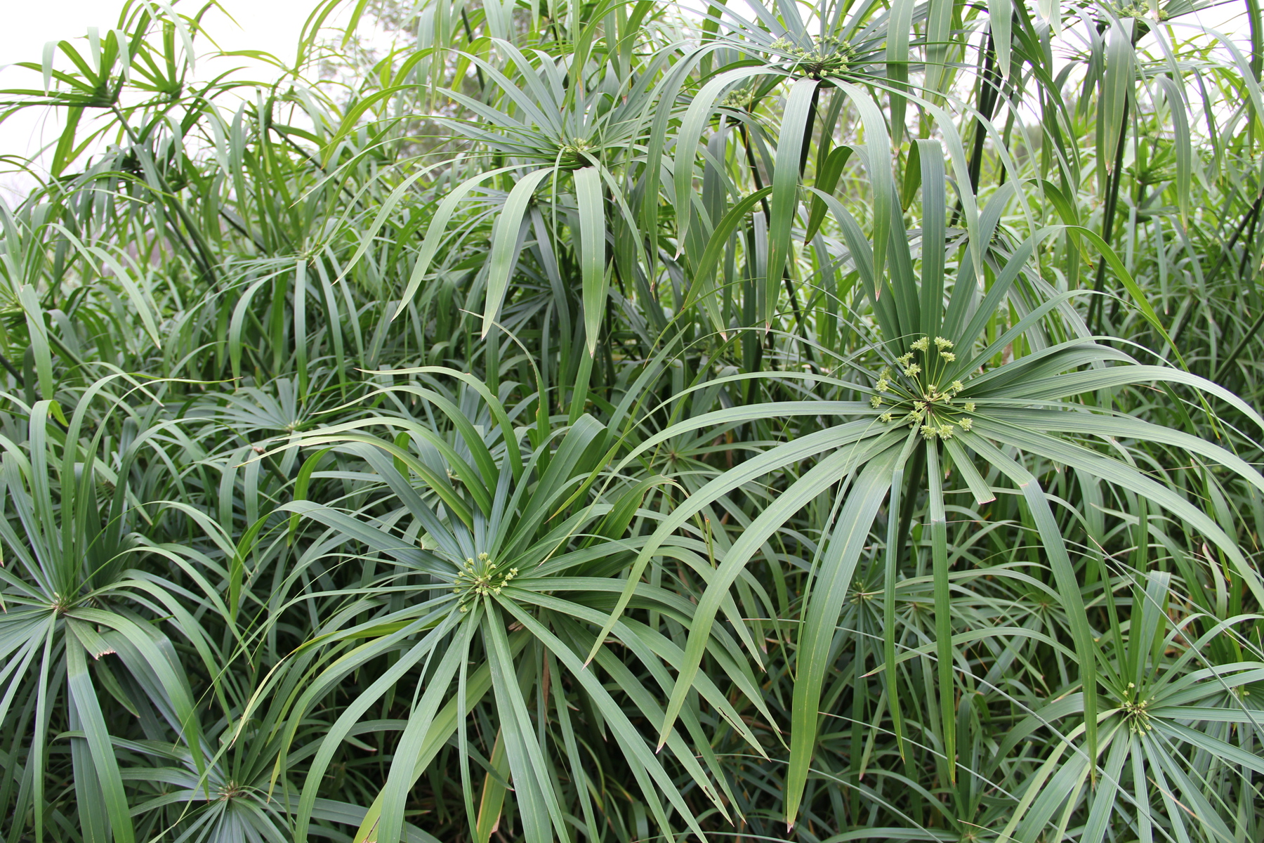 img_0154--水竹 又名风车草 伞草.jpg