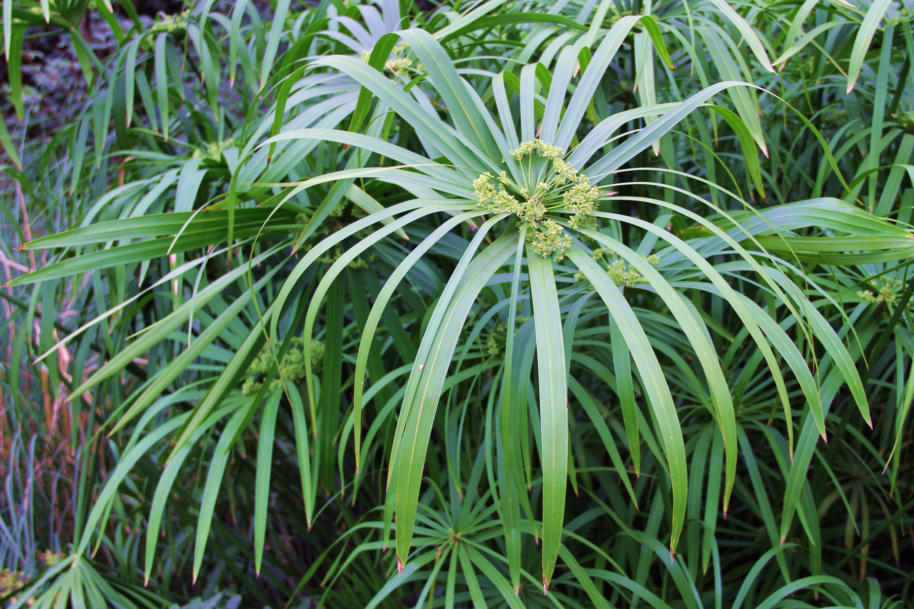 img_0157--水竹 又名风车草 伞草.jpg