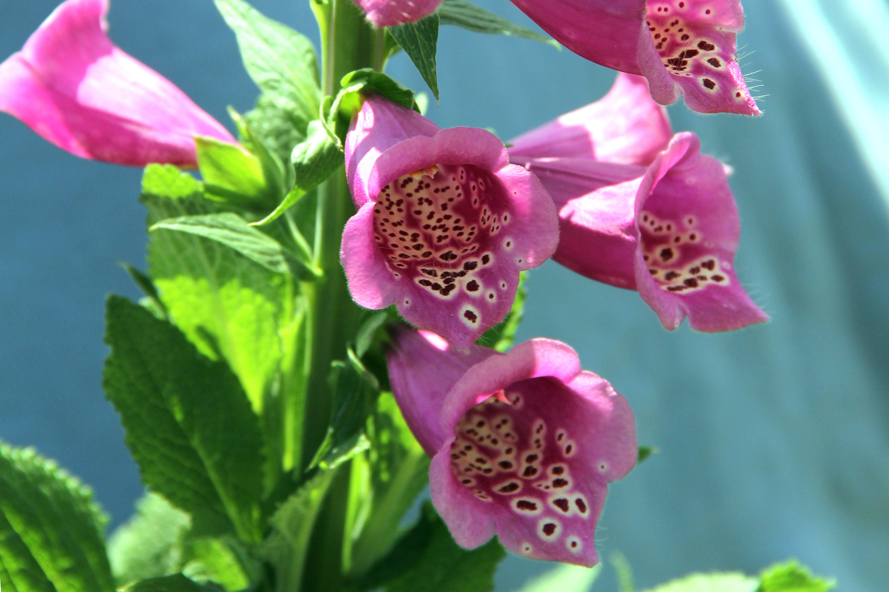 15img_2561_毛地黄 又名洋地黄 指顶花 金钟 心脏草 毒药草 紫花毛