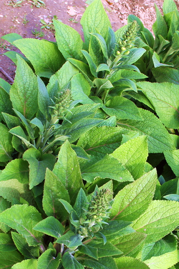 别名洋地黄 指顶花 金钟,心脏草 毒药草 紫花毛地黄 吊钟花