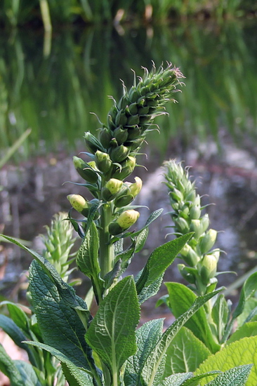 别名洋地黄 指顶花 金钟,心脏草 毒药草 紫花毛地黄 吊钟花